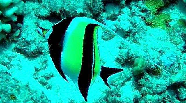 Diving in Vaitape, French Polynesia - By Jean-François Triandafyllides
