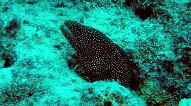 TOPDIVE-Bathys Bora Bora - Dive Center in French Polynesia