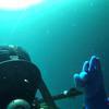 Picture taken during the dive