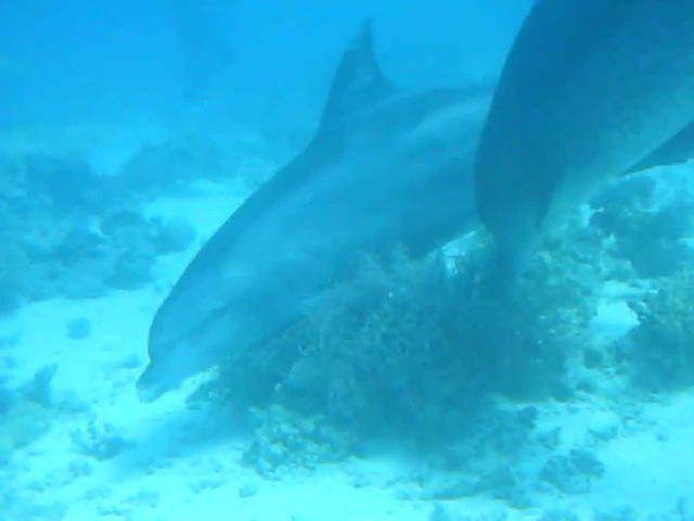 Euro-Divers Club Med El Gouna - Dive Center in Egipto