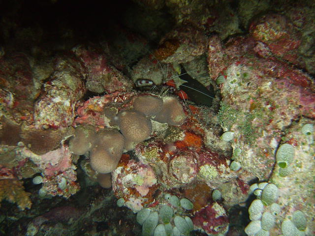 Rasdhoo Atoll Divers - Dive Center