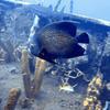 Picture taken during the dive