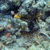 Picture taken during the dive