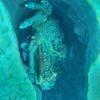 Picture taken during the dive