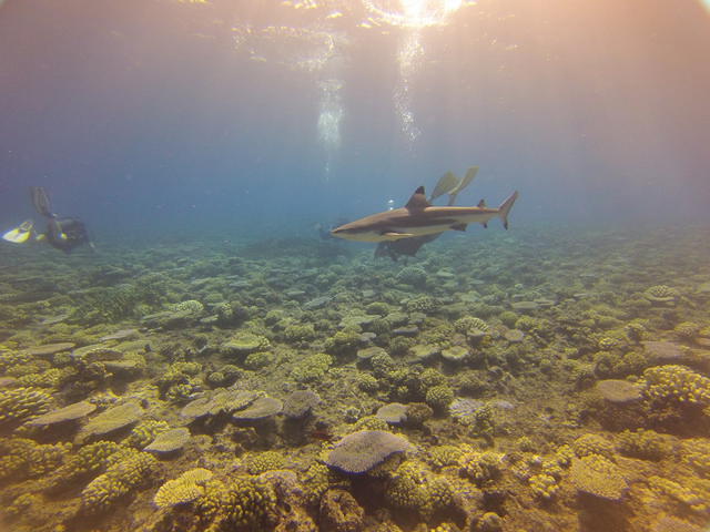 Hemisphere Sub - Dive Center in 法属波利尼西亚