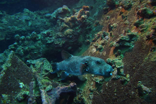 Gersma - Dive Center