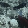 Picture taken during the dive