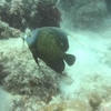Picture taken during the dive