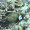 Picture taken during the dive