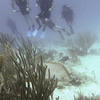Picture taken during the dive
