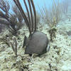 Picture taken during the dive