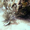 Picture taken during the dive