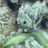 Picture taken during the dive