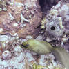 Picture taken during the dive