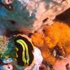 Picture taken during the dive