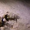 Picture taken during the dive