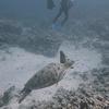 Picture taken during the dive