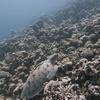 Picture taken during the dive