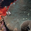 Picture taken during the dive