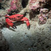 Picture taken during the dive