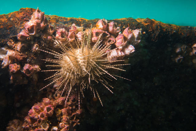 Diving in 香港, Sai Kung - By Kenneth Yung