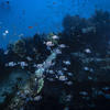 Picture taken during the dive