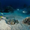 Picture taken during the dive