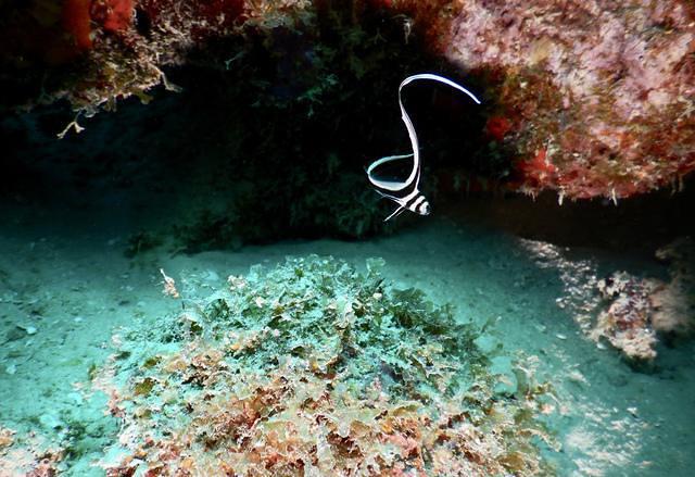 Diving in Netherlands Antilles, Curacao - By Paul Bakker