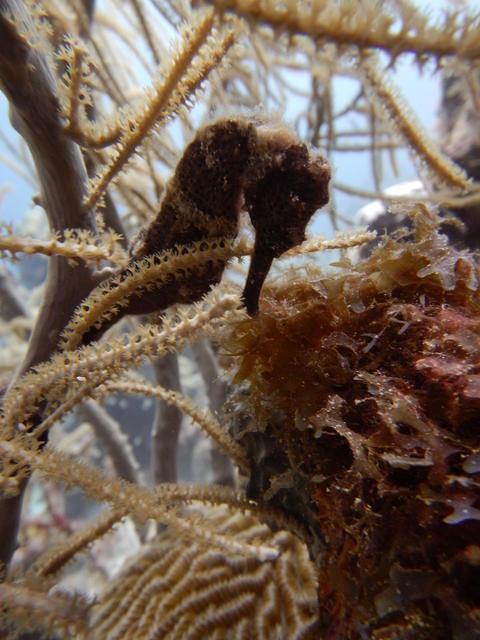 Relaxed Guided Dives - Dive Center
