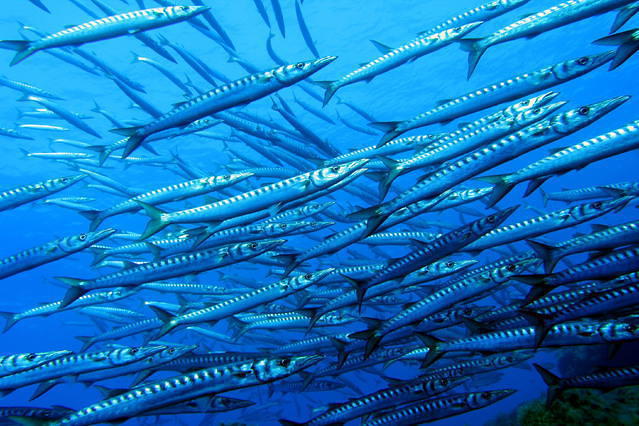 Mare Nostrum Diving Ustica - Dive Center in Italy