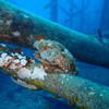 Picture taken during the dive