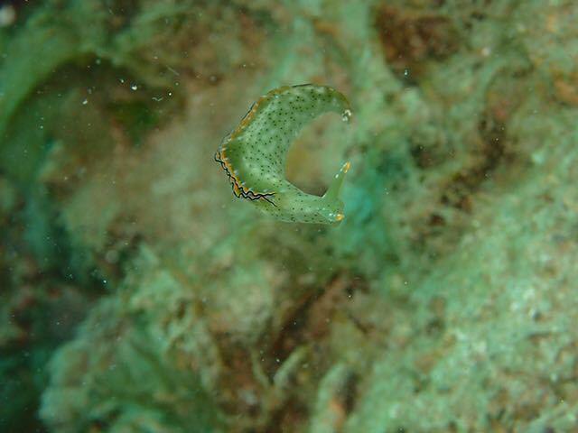 Diverse Borneo - Dive Center in Malaysia