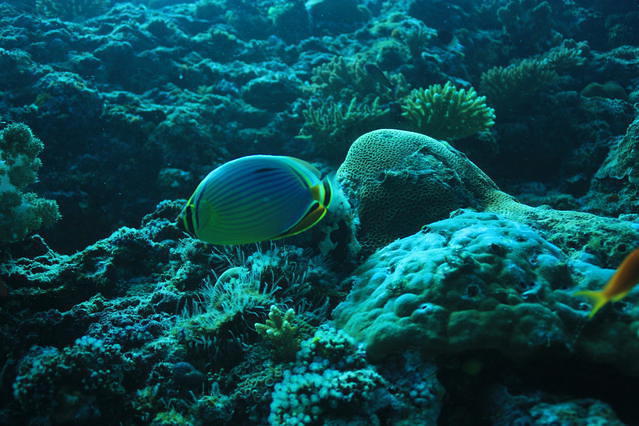 Dive Club Maldives - Dive Center in Maldives