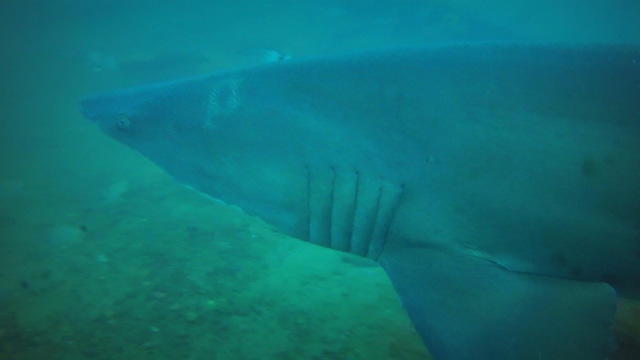 Discovery Diving Co., Inc. - Dive Center in United States