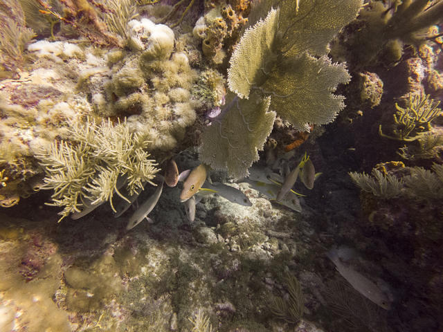 Quiescence Diving Services, Inc. - Dive Center in 美国