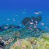 Picture taken during the dive