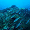 Picture taken during the dive