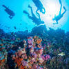 Picture taken during the dive
