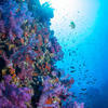 Picture taken during the dive