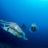 Picture taken during the dive