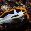 Picture taken during the dive