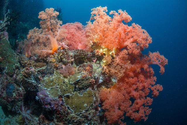 Diving in Philippines, Moalboal, Cebu - By Yommy