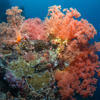 Picture taken during the dive
