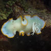 Picture taken during the dive