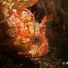 Picture taken during the dive