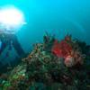 Picture taken during the dive