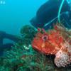 Picture taken during the dive