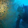 Picture taken during the dive
