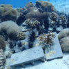 Picture taken during the dive