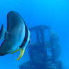 Picture taken during the dive